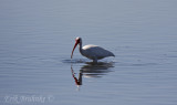White Ibis