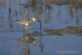 Willet walking along