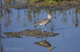 Willet