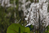 Plants along the coast