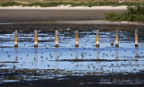 Shorebirds