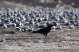 Chihuahuan Raven