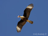 Crested Caracara