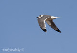 Franklin's Gull