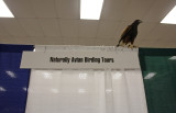 Harris's Hawk on top of my booth :)