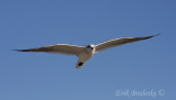 Laughing Gull