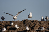 Ring-billed Gull with the Laughing Gulls