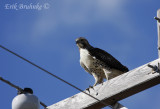 Red-tailed Hawk