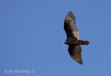 Turkey Vulture
