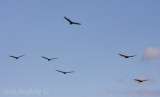 Turkey Vultures