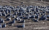 Can you find the Franklins Gull among the many Laughing Gulls