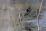 Eastern Phoebe working hard for some food!