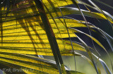 Sunlit palms