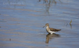 Solitary Sandpiper