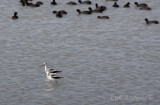 American Avocet