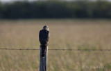 Aplomado Falcon