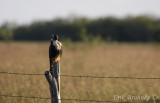 Aplomado Falcon