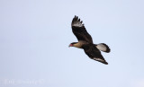 Crested Caracara