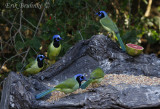 Green Jays, enjoying some food