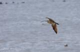 Long-billed Curlew