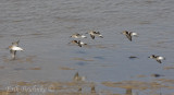Western Sandpipers