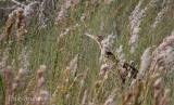 American Bittern