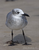 Laughing Gull