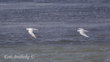 Sandwich Tern