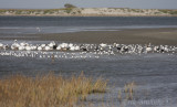 Bird life along the coast!