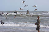Feeding the Laughing Gulls