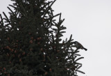 Boreal Chickadee