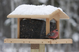 Male Pine Grosbeak at the Friends of Sax-Zim Bog birdfeeder