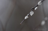 Pussy Willow... already open and it's only late November!