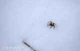 Very cold spider atop the snow