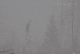Great Gray Owl through the dense fog, close up