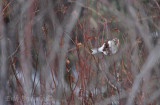 Hoary Redpoll lookin' at the Camera