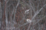 Hoary Redpoll on top, with another pale redpoll below