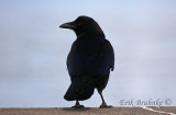 American Crow joining me in the morning