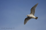 2nd-cycle Iceland (Kumliens) Gull