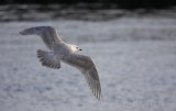 2nd-cycle Iceland (Kumliens) Gull