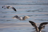 2nd-cycle Iceland (Kumliens) Gull with the buddies