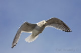 Adult Thayers Gull