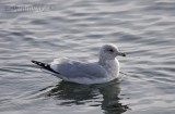 Adult Thayers Gull