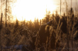 Frosty Sunrise in Sax-Zim Bog
