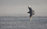 1st-cycle Iceland Gull