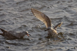1st-cycle gulls... Herring Gull (left) and Thayers Gull (right)