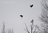 Snowy Owl with some American Crows