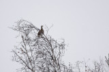 Sharp-tailed Grouse