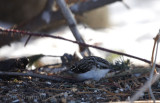 Brown Creeper