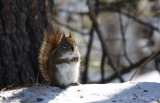 Red Squirrel
